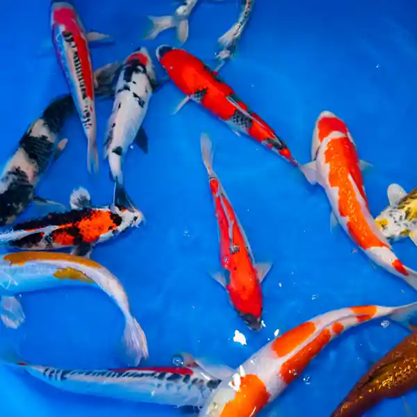 Japanese Imported Standard Koi 10-12 inches
