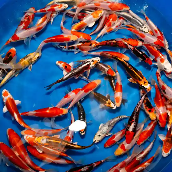 Japanese Imported Standard Koi 4-6 inches
