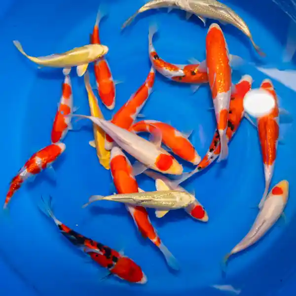 Japanese Imported Standard Koi 6-8 inches
