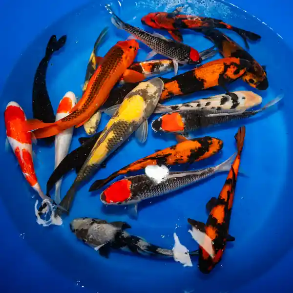Japanese Imported Standard Koi 8-10 inches
