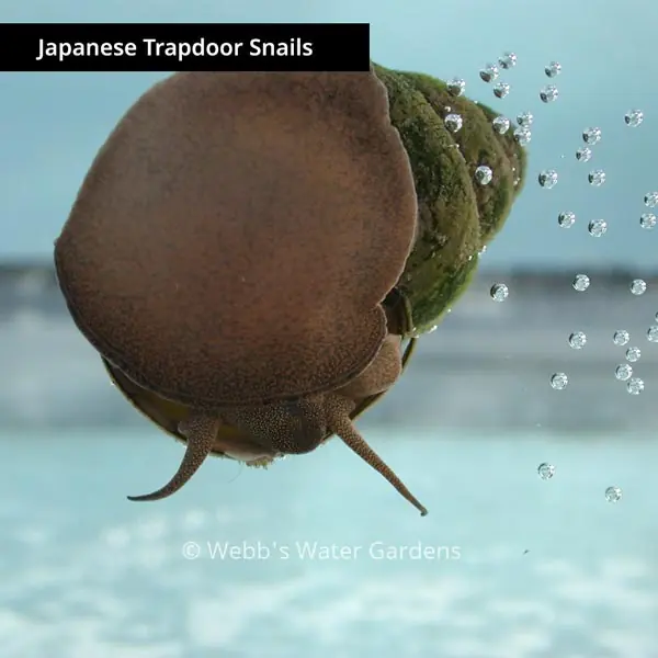 Japanese Trapdoor Snails - Aquatic Plants