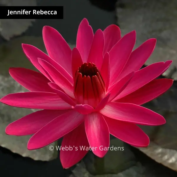 Jennifer Rebecca - Night Blooming Tropical Lilies (Bare Root)