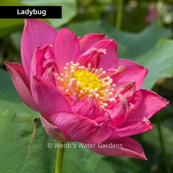 Ladybug - Lotus (Bare Root)