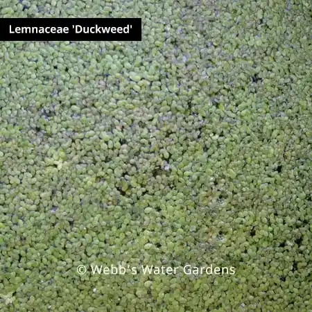 Lemnaceae 'Duckweed' - Floating Aquatic Plants