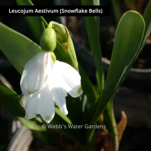 Leucojum Aestivum 'Snowflake Bells' - Shallow Water Plants (Bare Root)