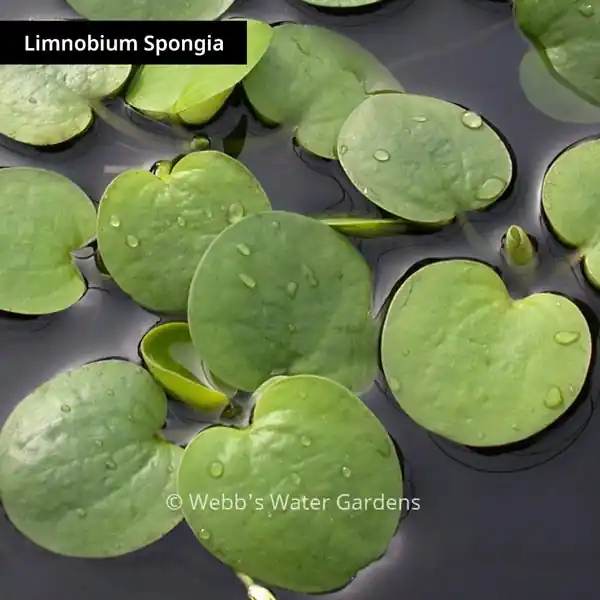 Limnobium Spongia 'American Frogbit' - Floating Aquatic Plants (Bare Root)