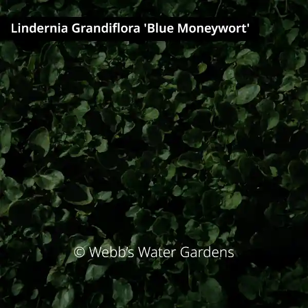 Lindernia Grandiflora 'Blue Moneywort' - Shallow Water Plants (Bare Root)