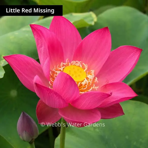 Little Red Missing - Lotus (Bare Root)