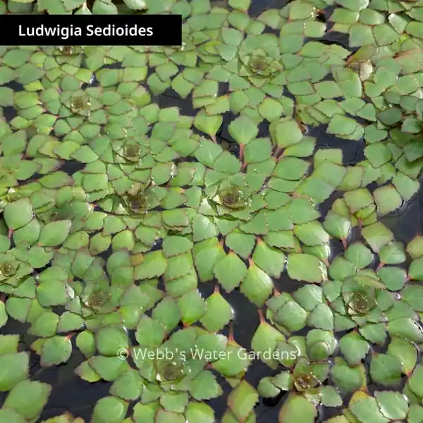 Ludwigia Sedioides 'Mosaic Plant' - Lily-Like Aquatics (Bare Root)