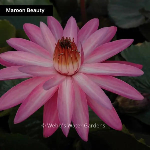 Maroon Beauty - Night Blooming Tropical Lilies (Bare Root)