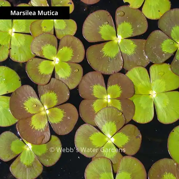 Marsilea Mutica 'Variegated Water Clover' - Lily-Like Aquatics (Bare Root)