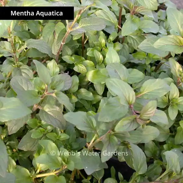 Mentha Aquatica 'Water Mint' - Shallow Water Plants - Mentha Aquatica (Bare Root)