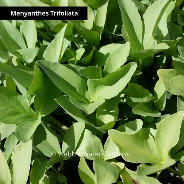 Menyanthes Trifoliata 'Bog Bean' - Shallow Water Plants (Bare Root)