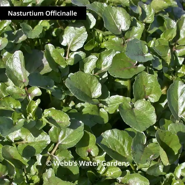 Nasturtium Officinale 'Watercress' - Shallow Water Plants (Bare Root)