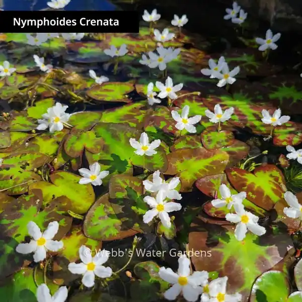 Nymphoides Cristata 'Variegated Water Snowflake' - Lily-Like Aquatics (Bare Root)