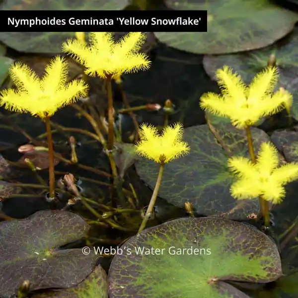 Nymphoides Geminata 'Yellow Snowflake' - Lily-Like Aquatics (Bare Root)