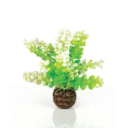 Oase biOrb Aquatic Caulerpa Green