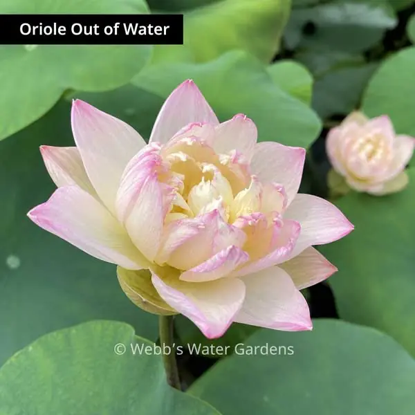 Oriole Out of Water - Lotus (Bare Root)
