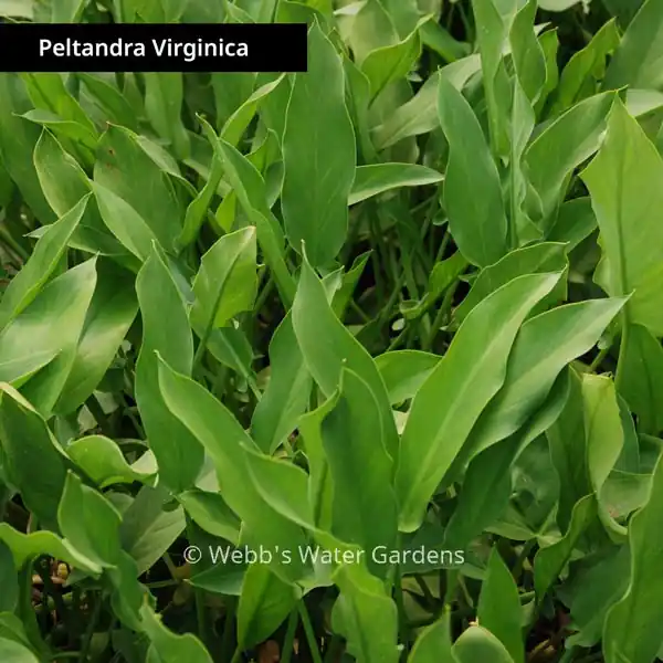 Peltandra Virginica 'Arrow Arum' - Shallow Water Plants (Bare Root)