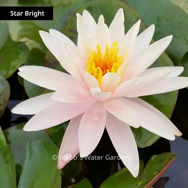 Pink Hardy Lilies (Bare Root Plants) - Aquatic Plants
