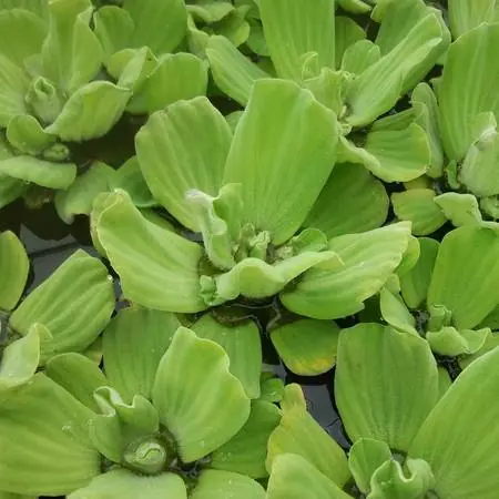 Pistia 'Water Lettuce' - Floating Aquatic Plants