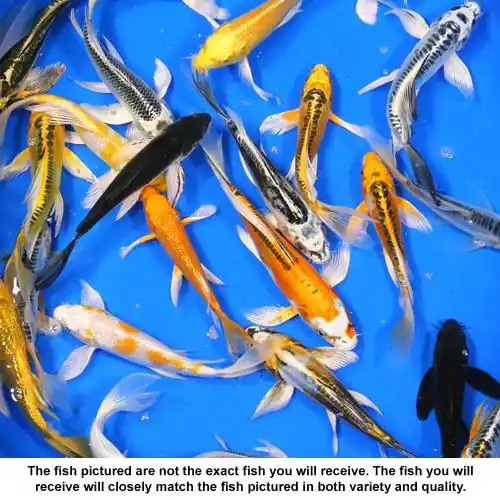 Premium Grade Butterfly Koi 6-7 inches - 5 Fish