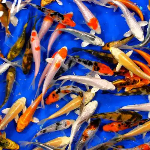 Premium Grade Koi 4-5 inches - 15 Fish