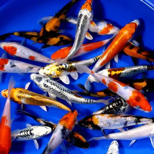 Premium Grade Koi 6-7 inches - 5 Fish