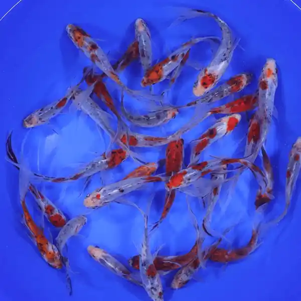 Premium Longtail Shubunkin Goldfish 3-4 inches
