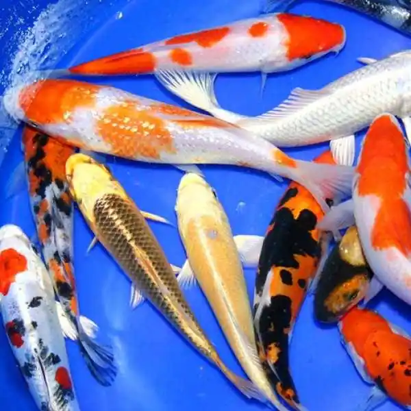 Premium Select Grade Koi 7-8 inches - 20 Fish
