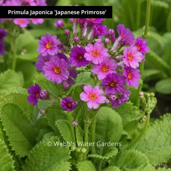 Primula Japonica 'Japanese Primrose' - Moisture Loving Bog Plants (Bare Root)