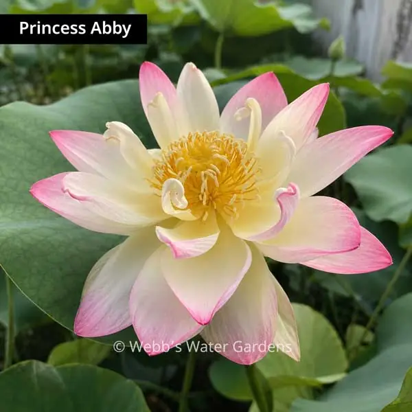 Princess Abby - Lotus (Bare Root)