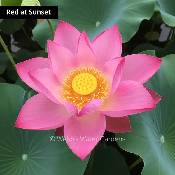 Red at Sunset - Lotus (Bare Root)
