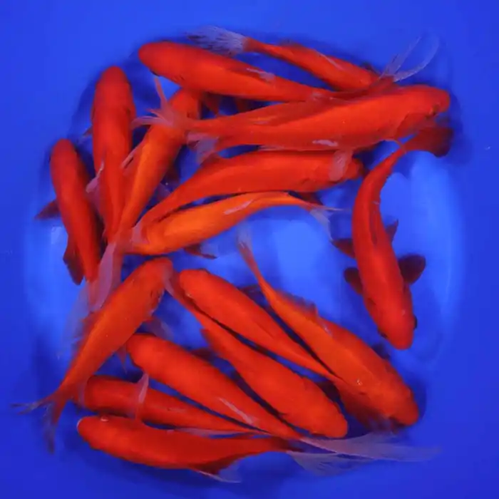 Red Comet Goldfish 4-5 inches