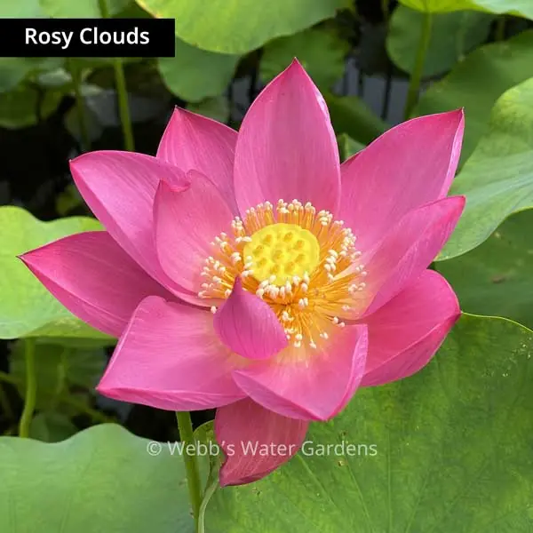Rosy Clouds - Lotus (Bare Root)