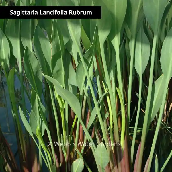 Sagittaria - Shallow Water Plants (Bare Root)