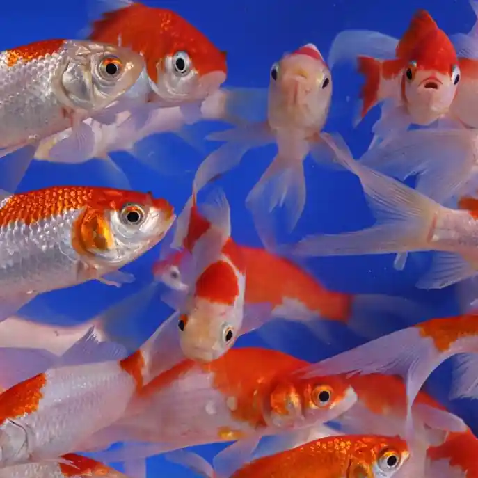 Sarasa Comet Goldfish 5-6 inches