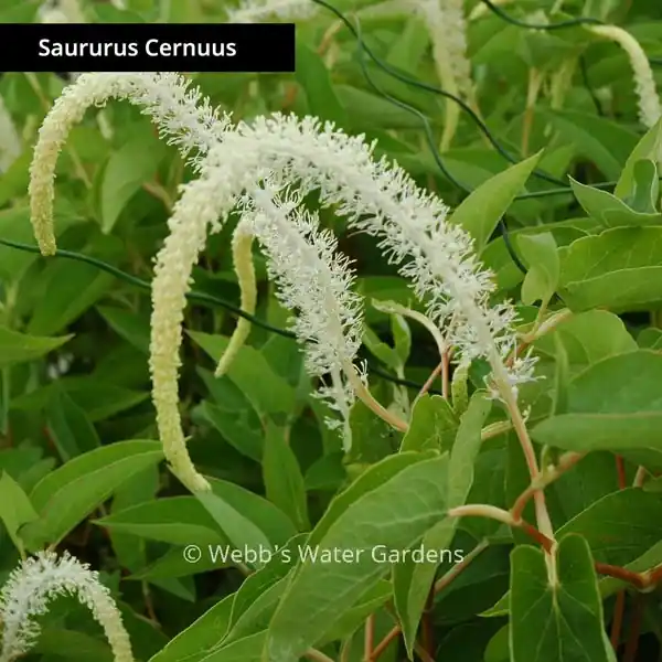 Saururus Cernuus 'Lizard's Tail' - Shallow Water Plants (Bare Root)