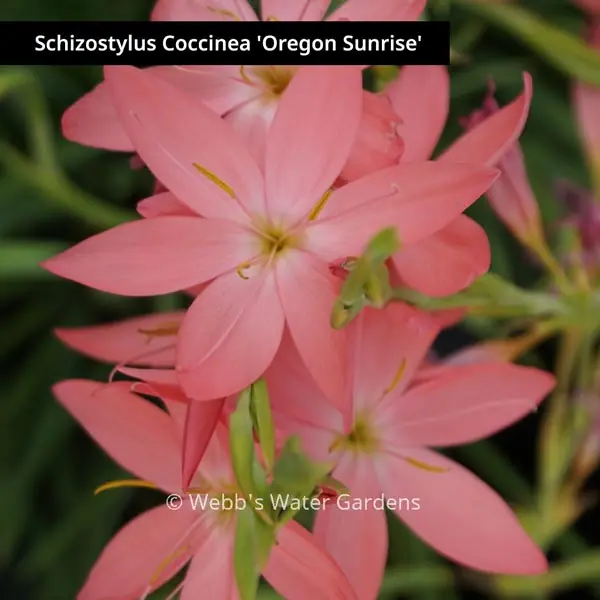 Schizostylus Coccinea - Shallow Water Plants (Bare Root)