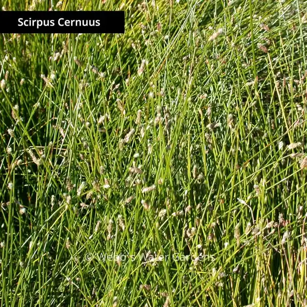 Scirpus - Shallow Water Plants (Bare Root)
