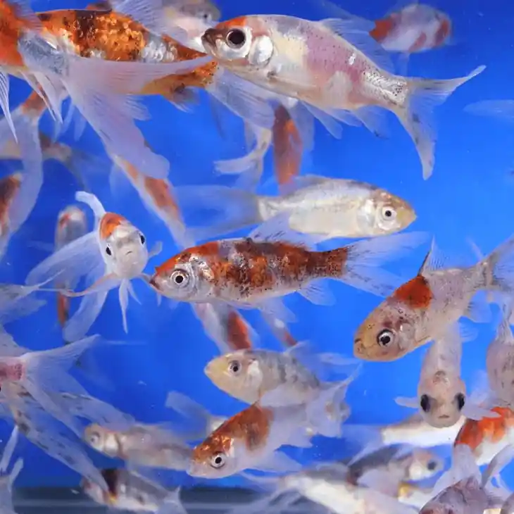 Shubunkin Goldfish 3-4 inches