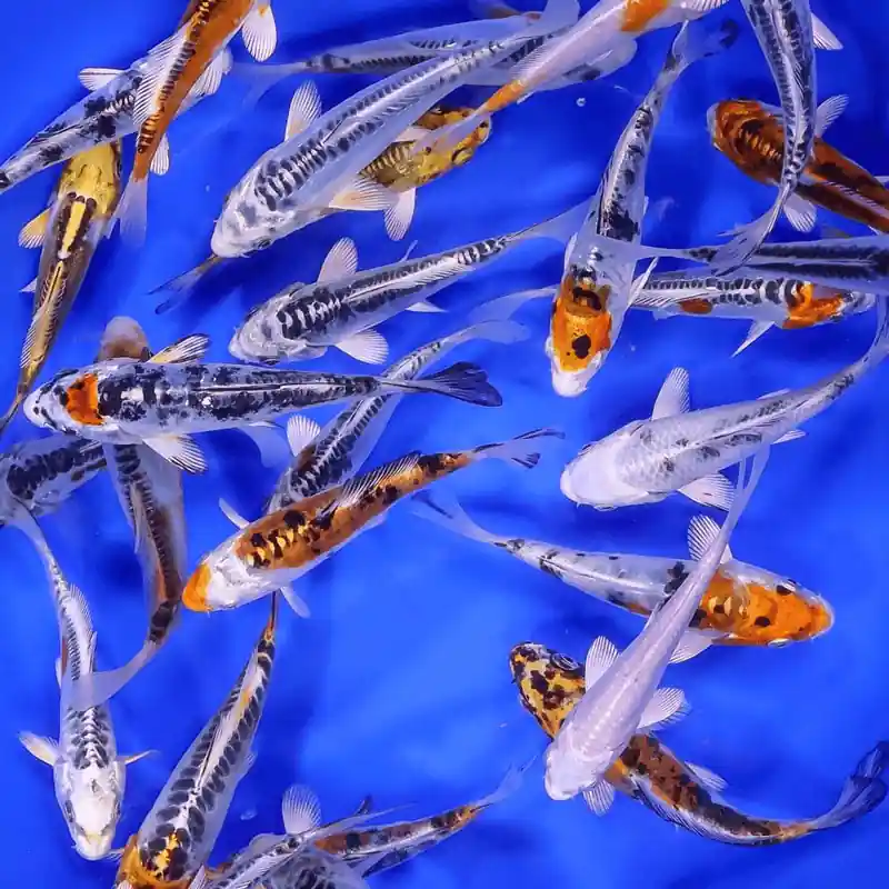 Skeleton Koi Mix 4-5 inches