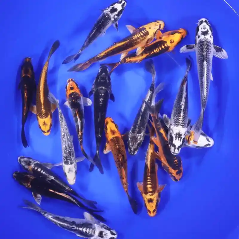 Skeleton Koi Mix 5-6 inches