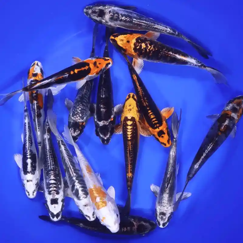 Skeleton Koi Mix 6-7 inches