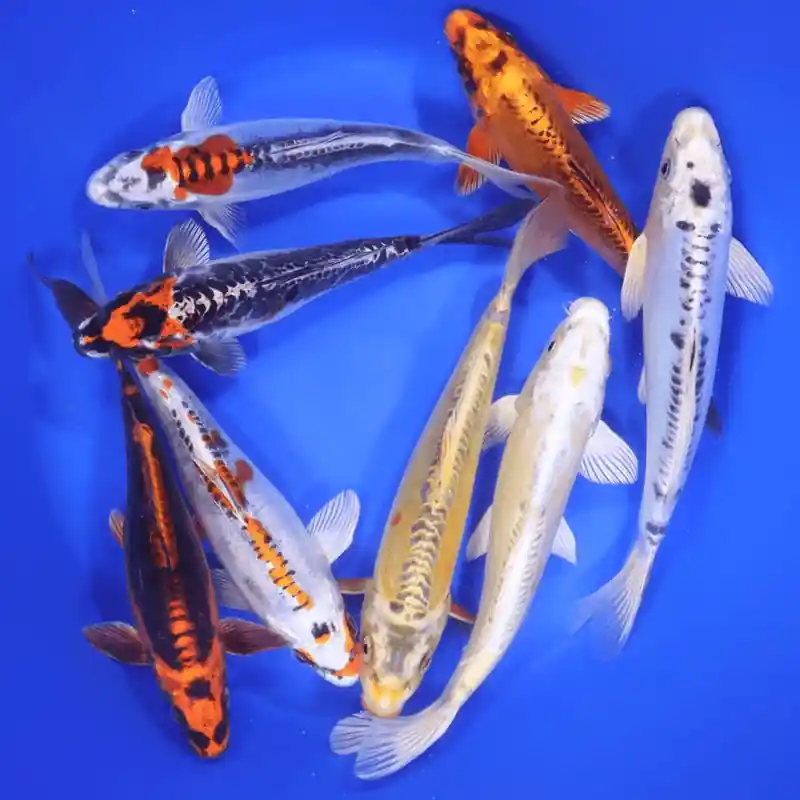 Skeleton Koi Mix 7-8 inches