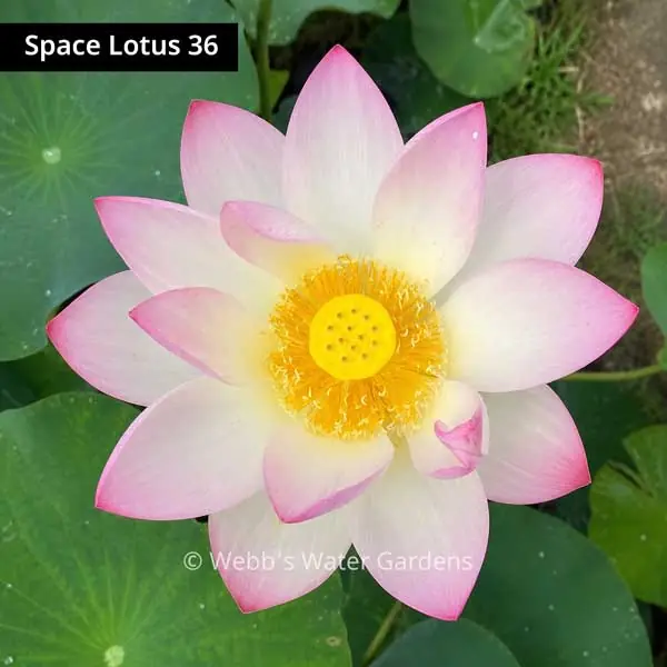 Space Lotus 36 - Lotus (Bare Root)