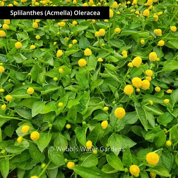 Splilanthes (Acmella) Oleracea 'Toothache Plant' - Shallow Water Plants (Bare Root)