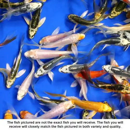 Standard Grade Butterfly Koi 3-4 inches - 20 Fish