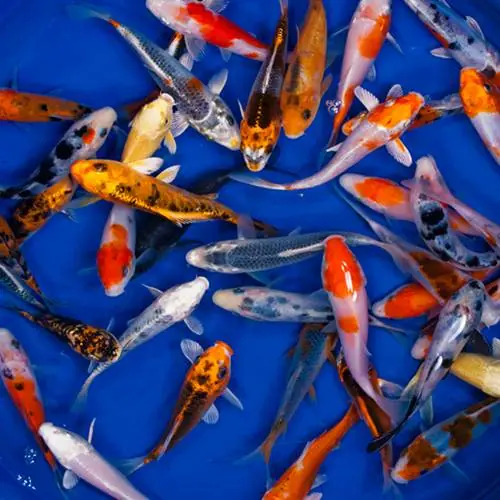 Standard Grade Koi 4-5 inches - 8 Fish