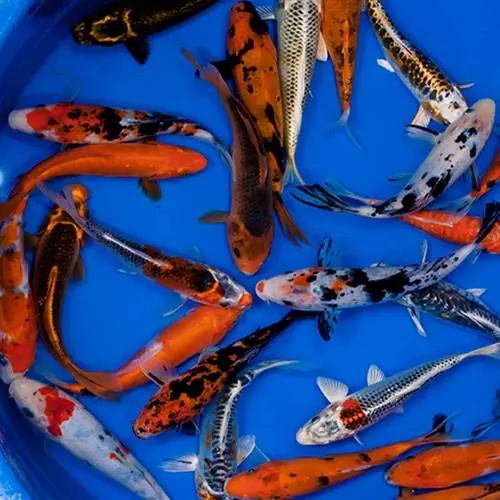 Standard Grade Koi 5-6 inches - 35 Fish